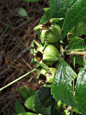 image of Crataegus uniflora, Oneflower Hawthorn, Dwarf Haw