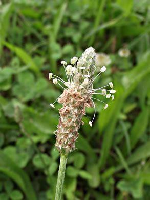 image of Plantago lanceolata, English Plantain, Buckhorn Plantain, Rib-grass, Narrowleaf Plantain