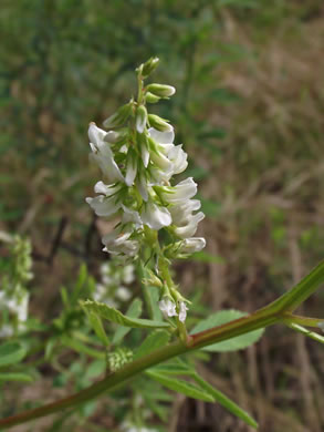 image of Melilotus albus, White Sweetclover, White Melilot