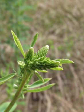 image of Melilotus albus, White Sweetclover, White Melilot