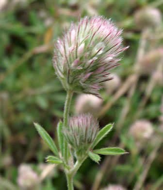 image of Trifolium arvense, Rabbitfoot Clover