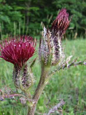 Cirsium horridulum var. horridulum, Common Yellow Thistle, Purple Thistle, Bristle Thistle, Horrid Thistle