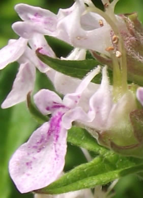 image of Teucrium canadense var. canadense, American Germander, Wood Sage, Common Germander