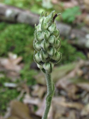 image of Goodyera pubescens, Downy Rattlesnake-orchid, Downy Rattlesnake-plantain