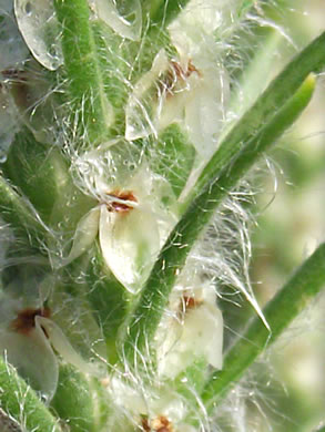 image of Plantago aristata, Bracted Plantain, Large-bracted Plantain, Buckhorn Plantain