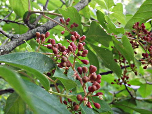 image of Parthenocissus quinquefolia, Virginia Creeper