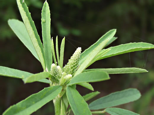 image of Melilotus albus, White Sweetclover, White Melilot