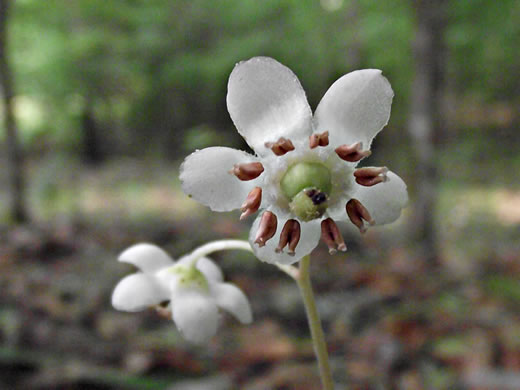 image of Chimaphila maculata, Pipsissewa, Striped Wintergreen, Rat's Bane