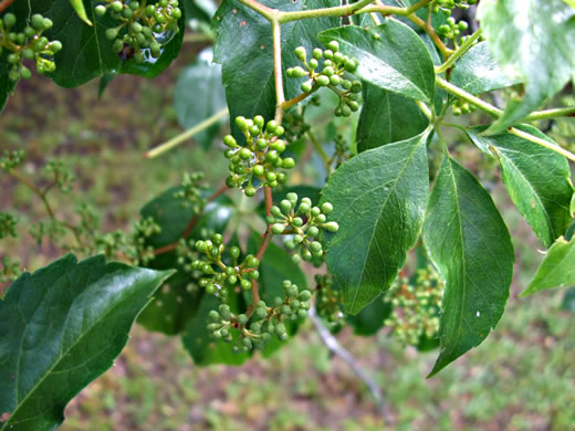 image of Parthenocissus quinquefolia, Virginia Creeper