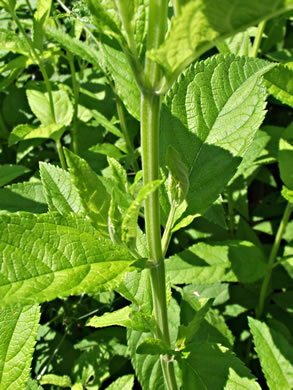 image of Teucrium canadense var. canadense, American Germander, Wood Sage, Common Germander