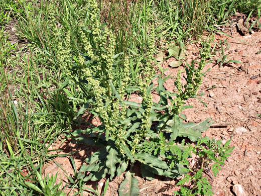 image of Rumex crispus ssp. crispus, Curly Dock, Yellow Dock