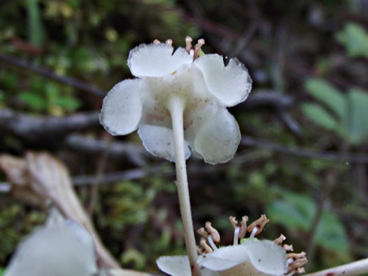 image of Chimaphila maculata, Pipsissewa, Striped Wintergreen, Rat's Bane