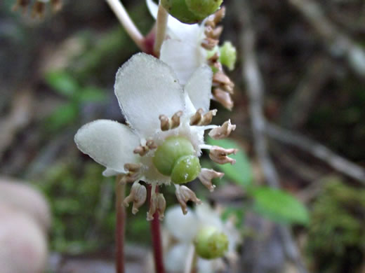 image of Chimaphila maculata, Pipsissewa, Striped Wintergreen, Rat's Bane