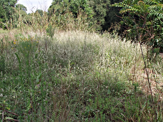 image of Froelichia gracilis, Slender Cottonweed