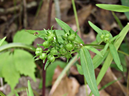 image of Houstonia longifolia var. compacta, Eastern Longleaf Bluet