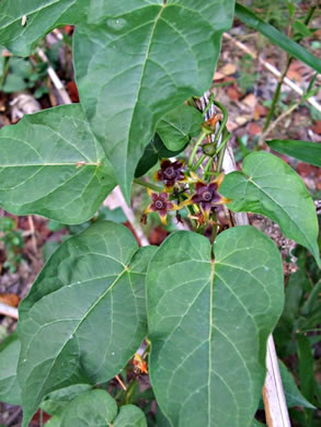 image of Gonolobus suberosus var. suberosus, Eastern Anglepod