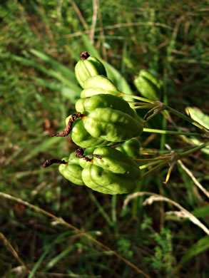 image of Iris domestica, Blackberry-lily, Leopard-lily