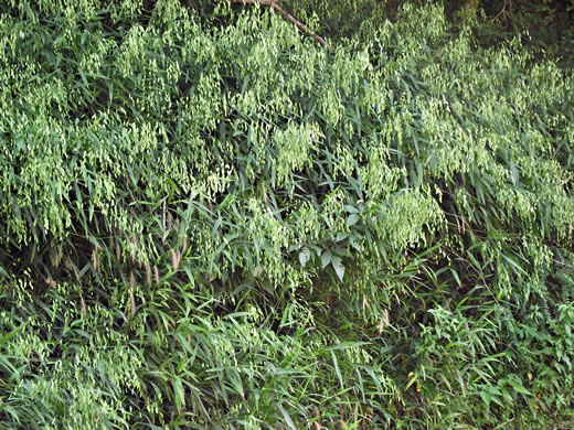 image of Chasmanthium latifolium, River Oats, Northern Sea Oats, Fish-on-a-stringer, Indian Woodoats