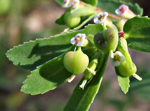 image of Euphorbia nutans, Eyebane, Upright Spotted Spurge, Nodding Spurge