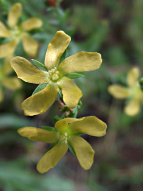 image of Hypericum gentianoides, Pineweed, Orange-grass, Orangeweed