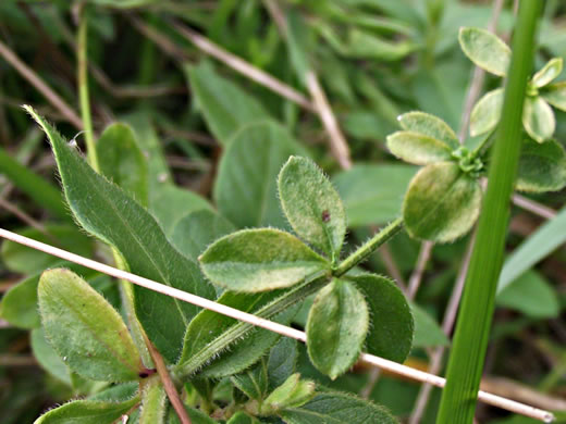 image of Galium pilosum, Hairy Bedstraw