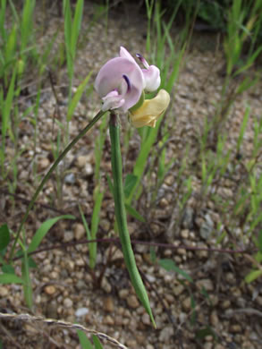 image of Strophostyles helvola, Annual Sand Bean, Beach Pea, Trailing Wild Bean, Trailing Fuzzy-Bean