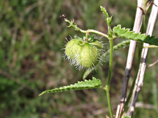 image of Tragia urticifolia, Nettleleaf Noseburn, Tragia