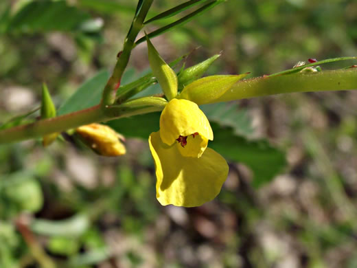 image of Chamaecrista nictitans var. nictitans, Sensitive Partridge-pea, Common Sensitive-plant