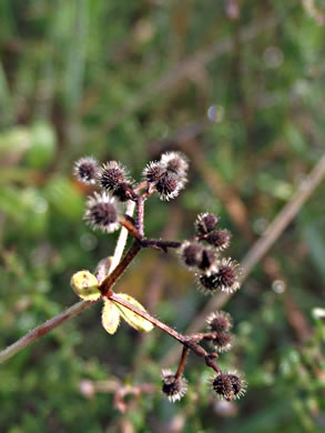 Galium pilosum, Hairy Bedstraw