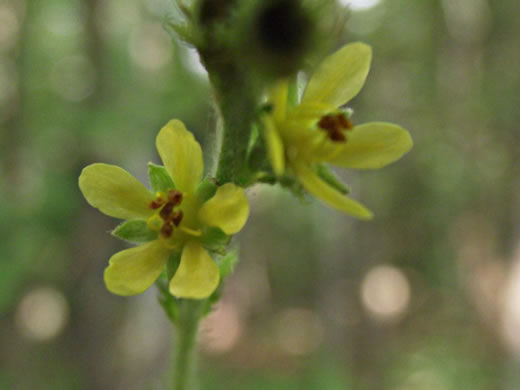 image of Agrimonia pubescens, Downy Agrimony