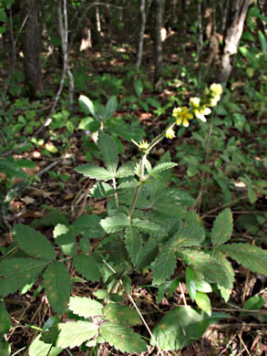 image of Agrimonia pubescens, Downy Agrimony