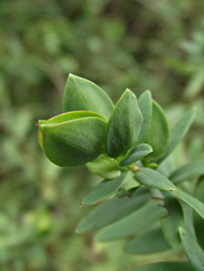 image of Hypericum hypericoides, St. Andrew's Cross