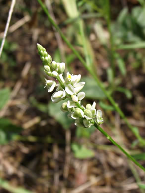 image of Polygala verticillata +, Whorled Milkwort