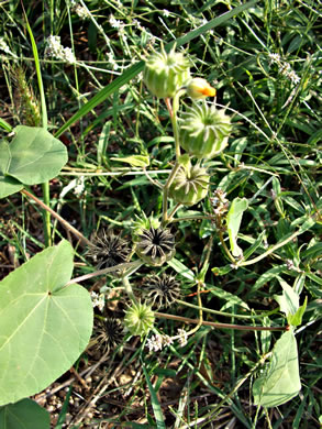 image of Abutilon theophrasti, Velvetleaf, Indian Mallow, Butterprint