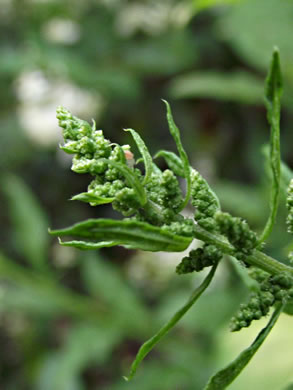 image of Dysphania ambrosioides, Mexican-tea, Epazote