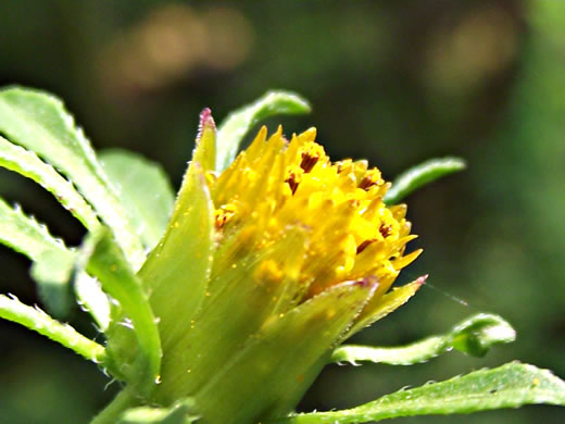 image of Bidens frondosa, Devil's Beggarticks, Annual Beggarticks