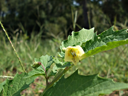 image of Physalis angulata, Smooth Ground-cherry, Cutleaf Ground-cherry