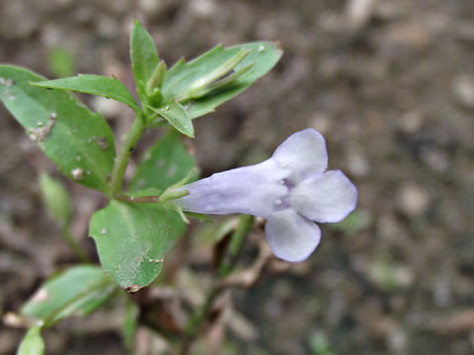 image of Lindernia dubia var. dubia, Yellowseed False Pimpernel