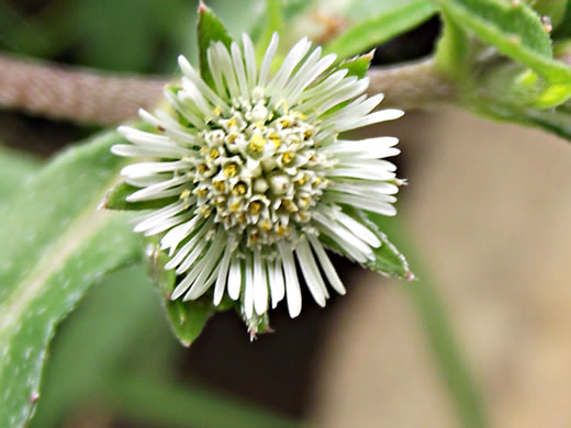 image of Eclipta prostrata, Eclipta, Pie-plant, Yerba-de-tajo, false daisy