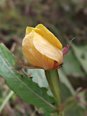 image of Ludwigia decurrens, Wingstem Water-primrose, Wingleaf Primrose-willow