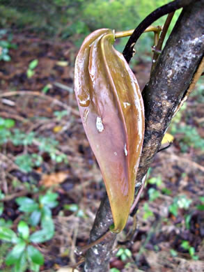 image of Gonolobus suberosus var. suberosus, Eastern Anglepod