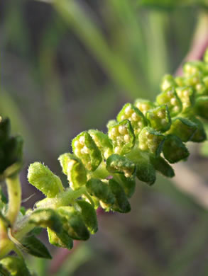 image of Ambrosia artemisiifolia, Annual Ragweed, Common Ragweed, Hogweed