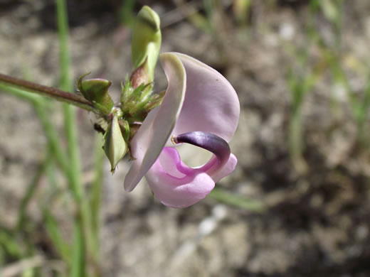 image of Strophostyles helvola, Annual Sand Bean, Beach Pea, Trailing Wild Bean, Trailing Fuzzy-Bean