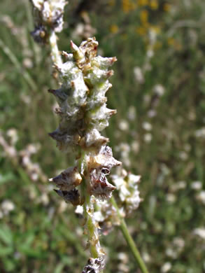 image of Froelichia gracilis, Slender Cottonweed