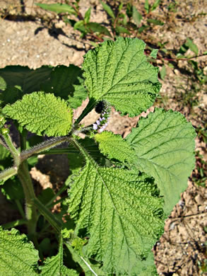 image of Heliotropium indicum, Indian Heliotrope, Turnsole