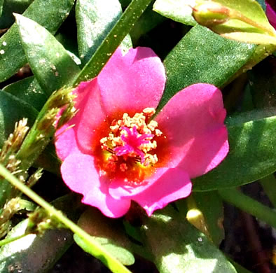 image of Portulaca amilis, Broadleaf Pink Purslane, Paraguayan Purslane