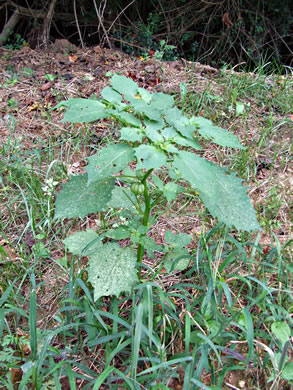 image of Physalis angulata, Smooth Ground-cherry, Cutleaf Ground-cherry