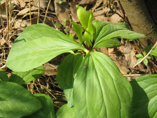 image of Trillium oostingii, Wateree River Trillium