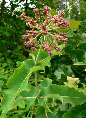 image of Asclepias amplexicaulis, Wavyleaf Milkweed, Clasping Milkweed, Sand Milkweed, Blunt-leaved Milkweed