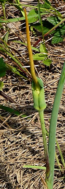 image of Arisaema dracontium, Green Dragon